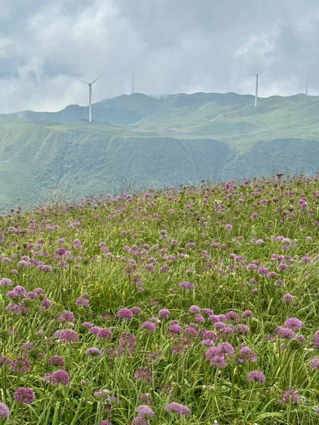 阿西里西韭菜坪旅行图片 3