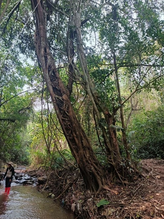 基诺山雨林徒步旅行图片 2
