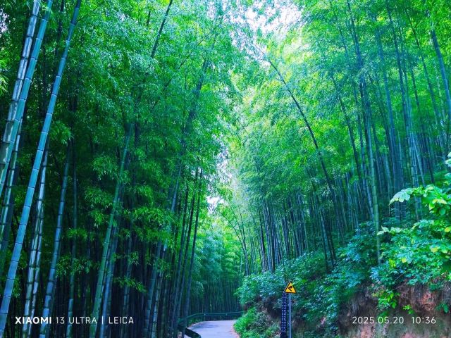 笄山竹海旅行图片 3