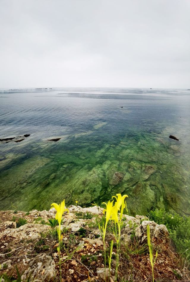养马岛林间花海旅行图片 5