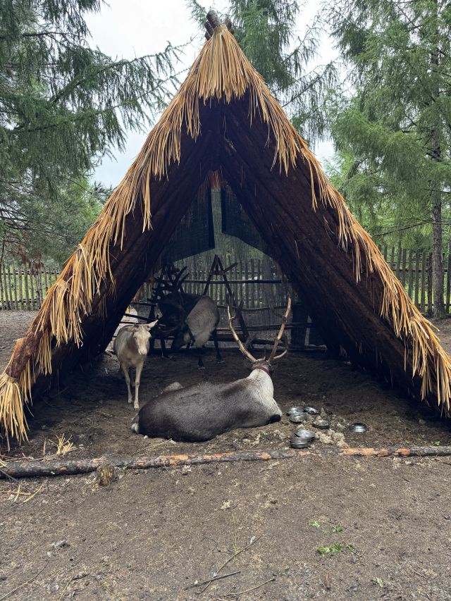 长白山雪绒花驯鹿园旅行图片 1