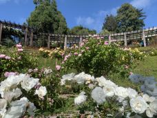 Berkeley Rose Garden-伯克利-139****5811