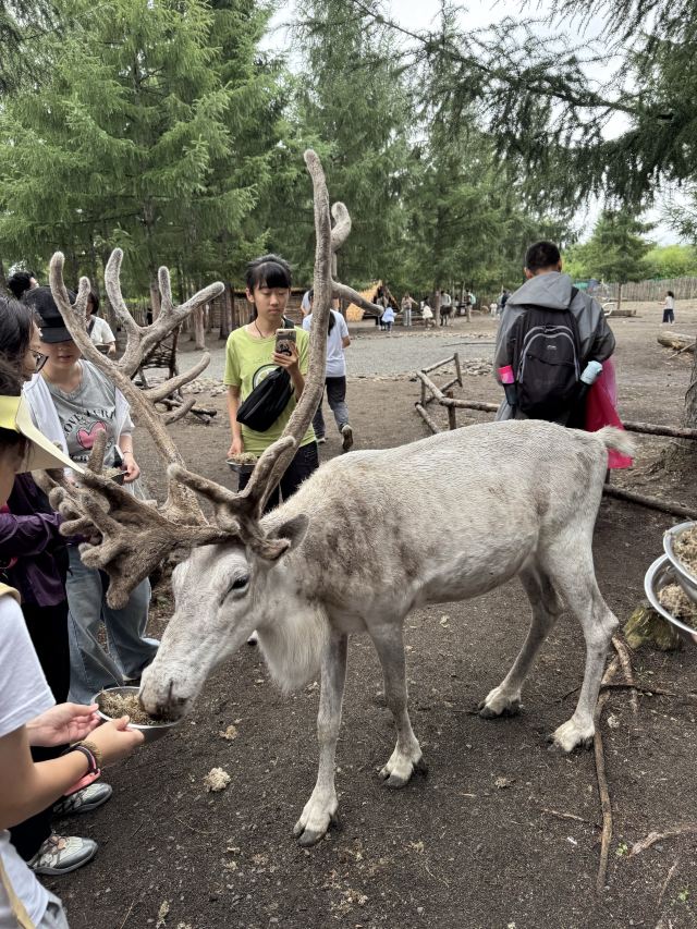 长白山雪绒花驯鹿园旅行图片 2