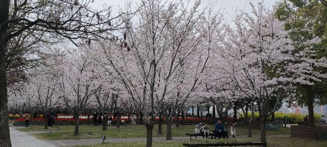 琴键春园旅行图片 2