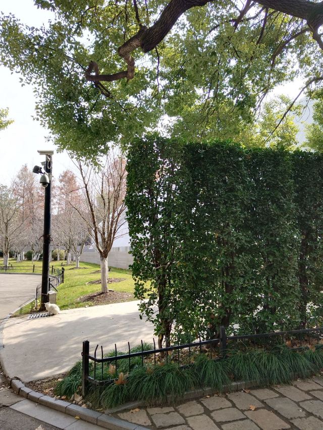上海鲁迅公园旅行图片 13