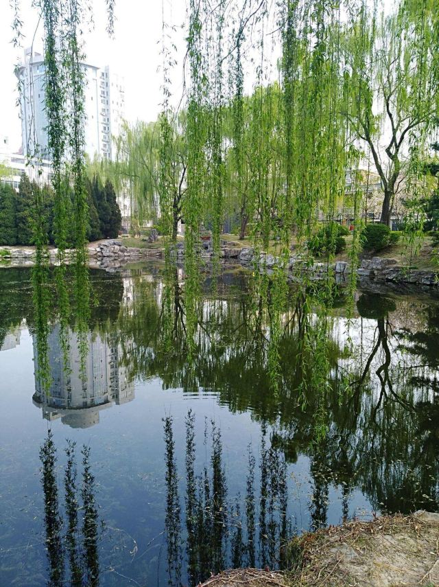 柳荫公园旅行图片 5