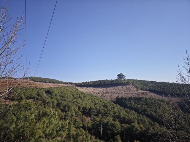 红土地千年老龙树(暂停开放)旅行图片 5
