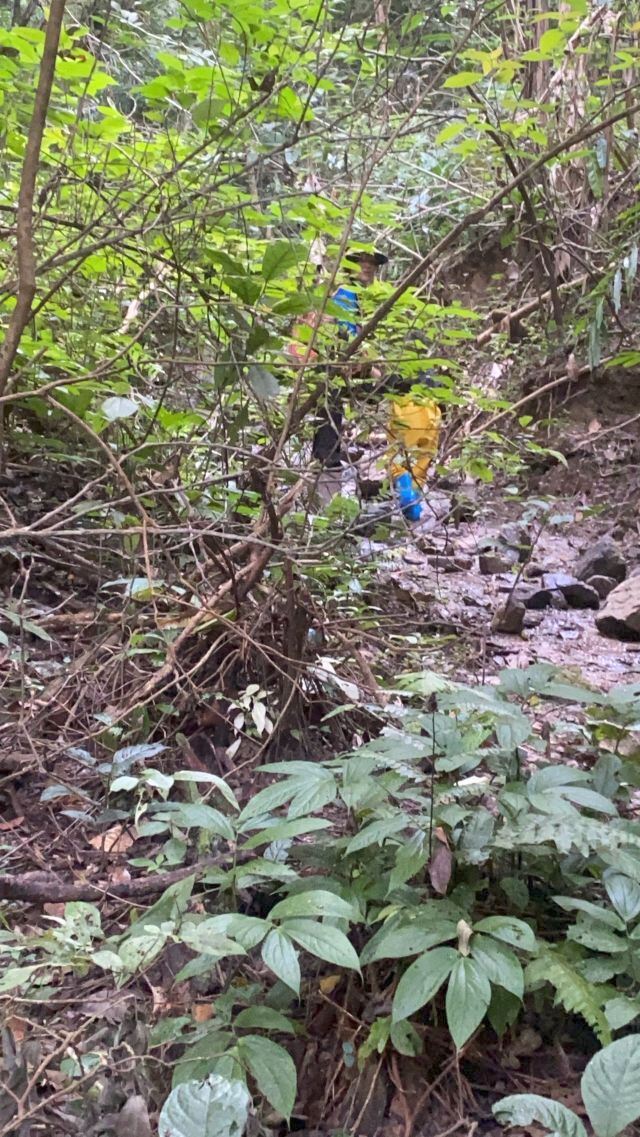基诺山雨林徒步旅行图片 2