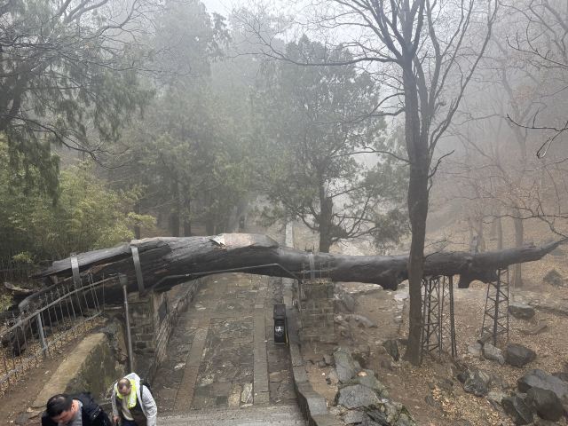 岱庙旅行图片 2