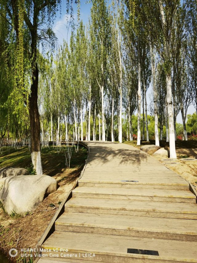 西安浐灞国家湿地公园旅行图片 3