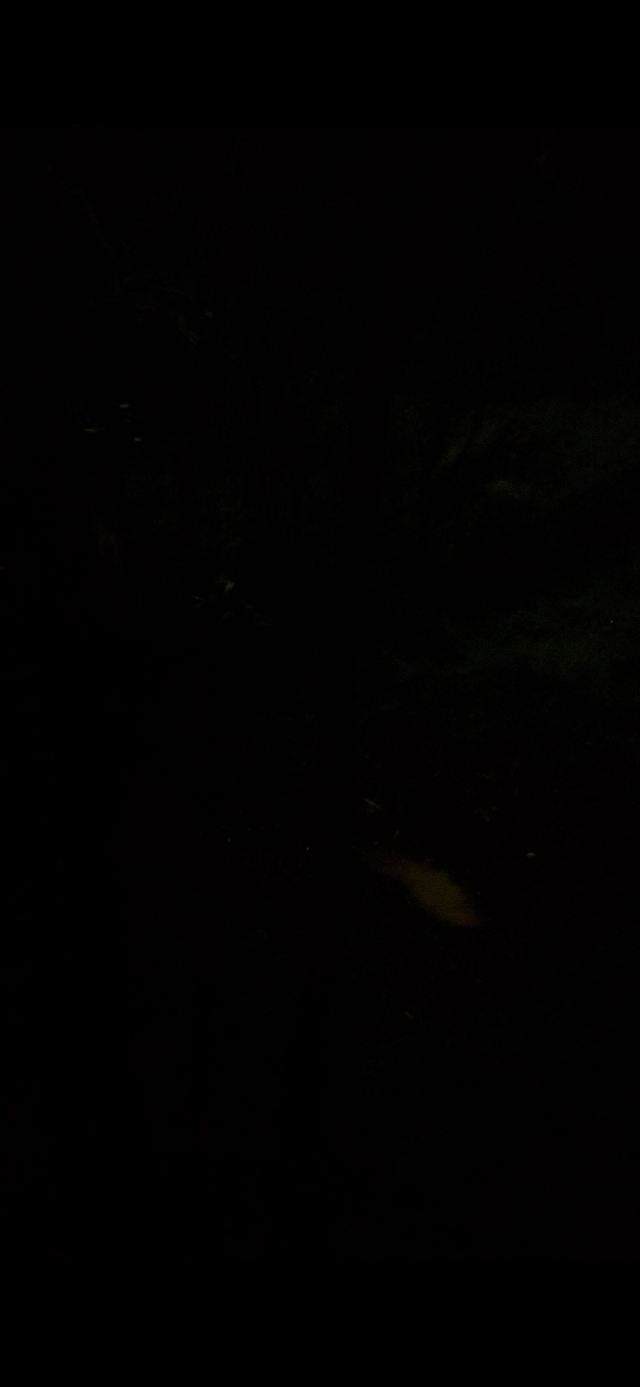 长坡岭国家森林公园旅行图片 3