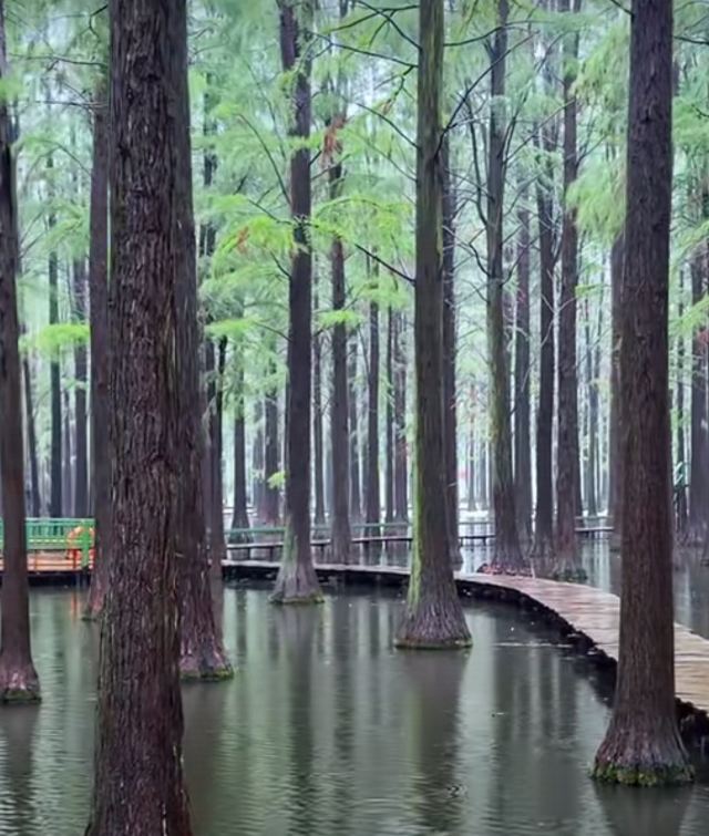渌洋湖湿地公园生态园旅行图片 3