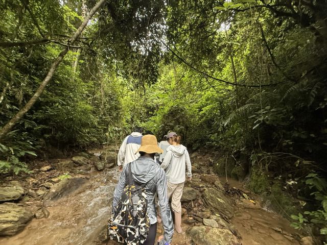 基诺山幽河谷雨林旅行图片 2