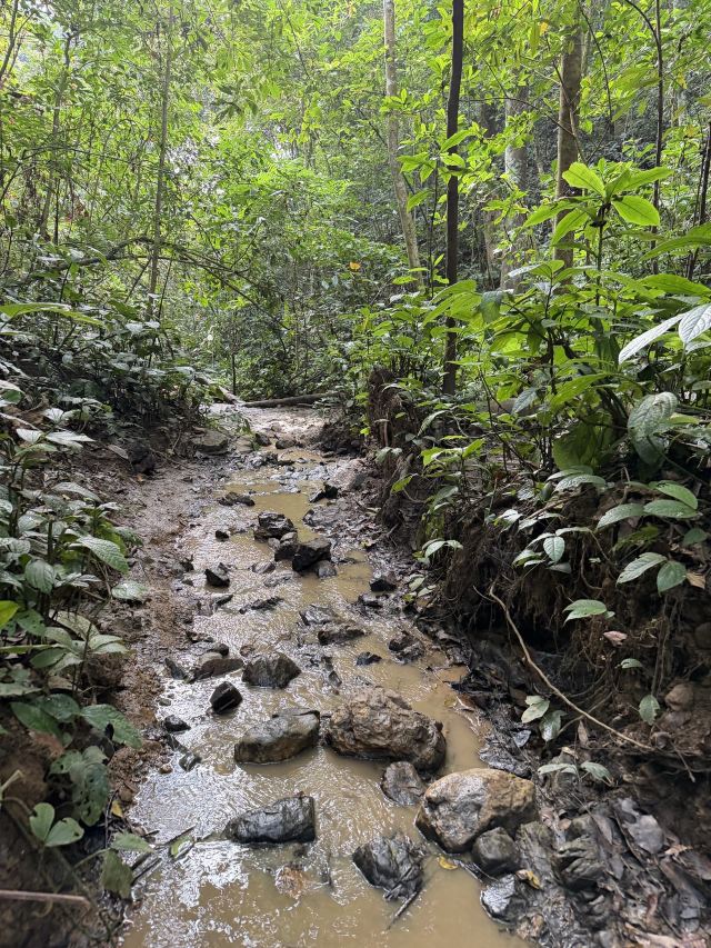 基诺山雨林徒步旅行图片 2