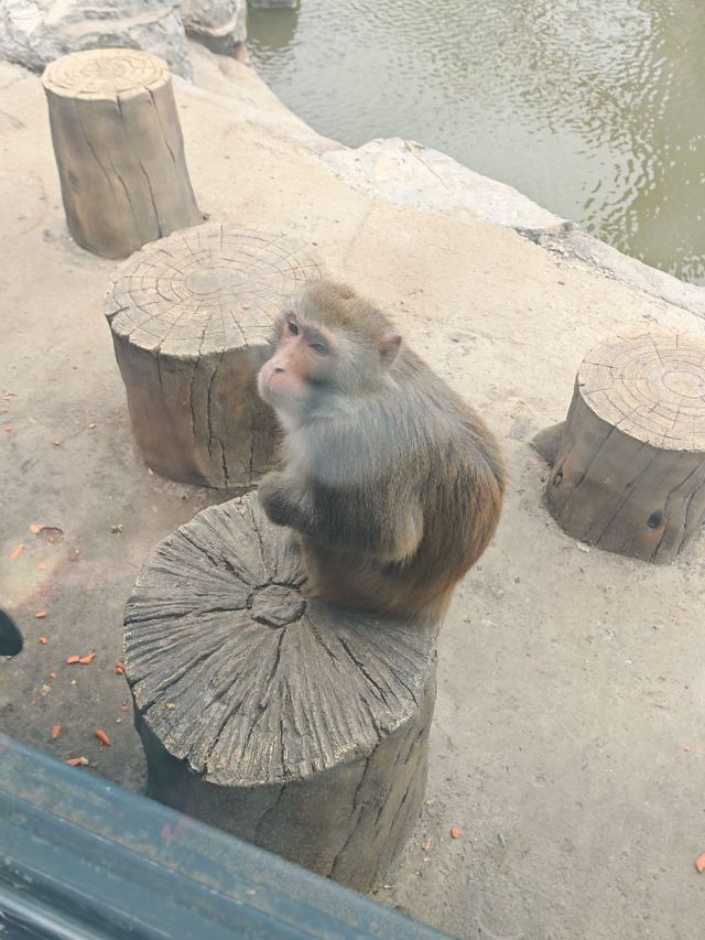徐州九顶山野生动物园旅行图片 3