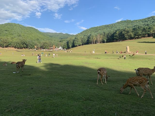 飞泷金山鹿苑旅行图片 3