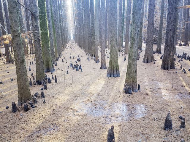 金湖水上森林景区旅行图片 3