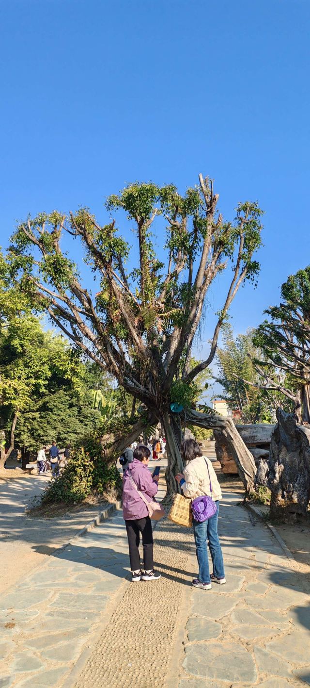勐巴娜西珍奇园旅行图片 3