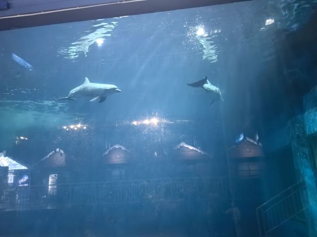 曲江海洋极地公园旅行图片 1