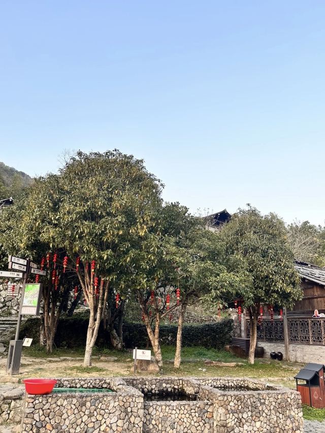 下樟古村旅行图片 3