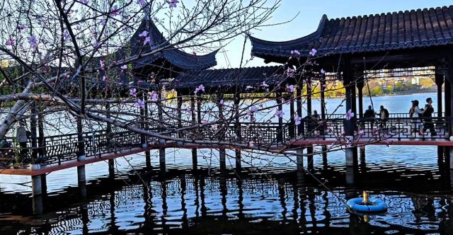 莫愁湖公园旅行图片 8