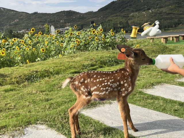 石马湖萌乐世界旅游度假区旅行图片 3