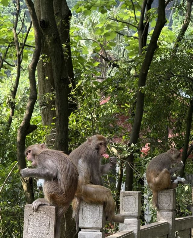 黔灵山公园旅行图片 1