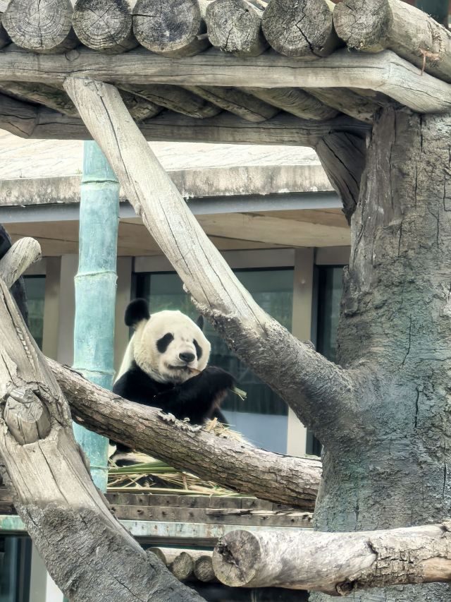岳阳中华大熊猫苑旅行图片 1