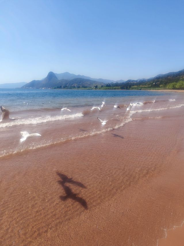 抚仙湖国际度假小镇湖畔森林公园旅行图片 2