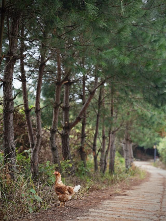 秦汉古道森林公园旅行图片 12