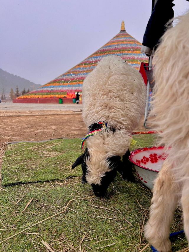 大经幡旅行图片 2