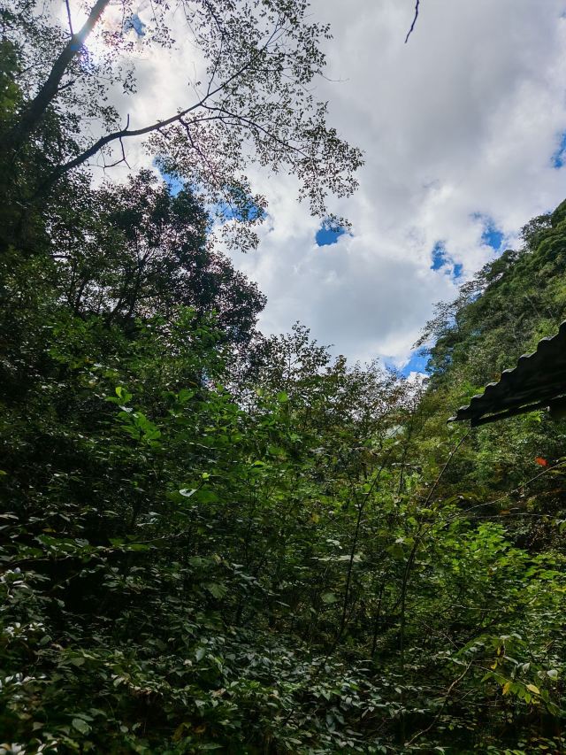 箬寮原始森林旅行图片 2