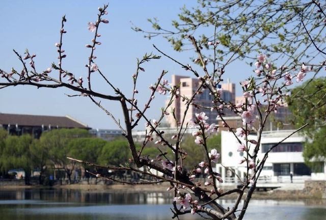 天津天津大学-敬业湖游玩攻略简介,天津天津大学-敬业湖门票/地址/图片/开放时间/照片/门票价格【携程攻略】