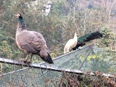 发现·弄岗景区-龙州-YoYo_3X7F4Y6A