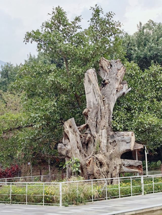 高黎贡国际精品咖啡文化园景区旅行图片 4