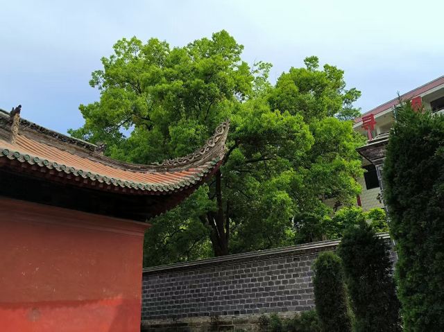 乐山文庙旅行图片 2