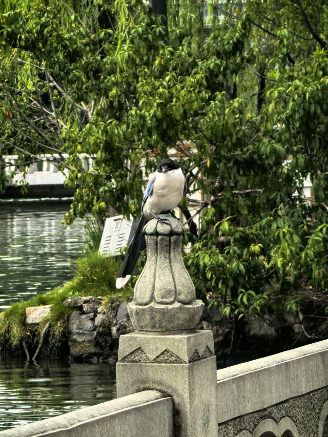 扬州古运河水上游旅行图片 3