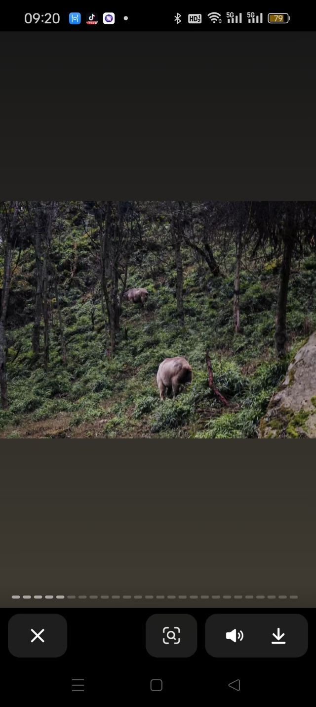 唐家河国家级自然保护区-关虎站旅行图片 1