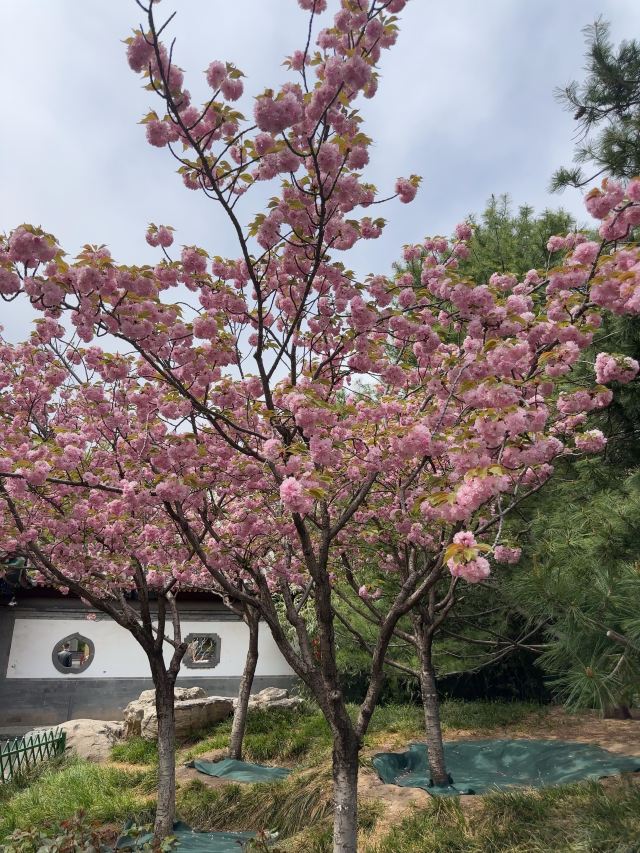 宣武艺园旅行图片 7