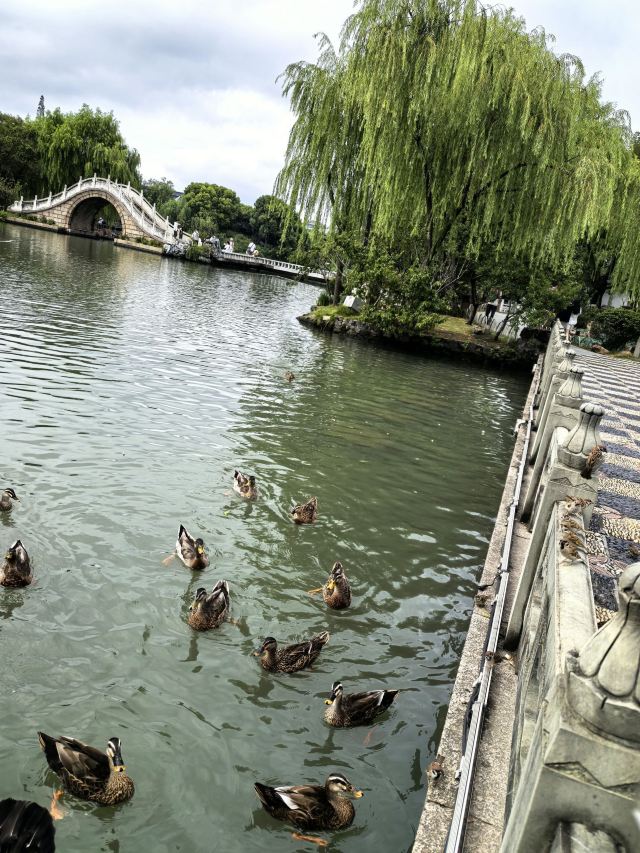 扬州古运河水上游旅行图片 2