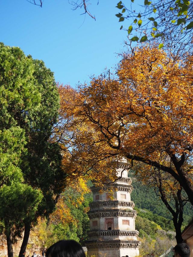 灵岩寺景区旅行图片 1