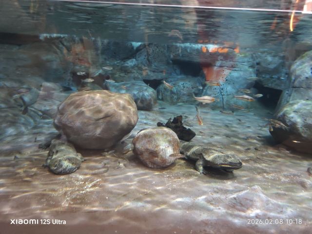 上海海洋水族馆旅行图片 1