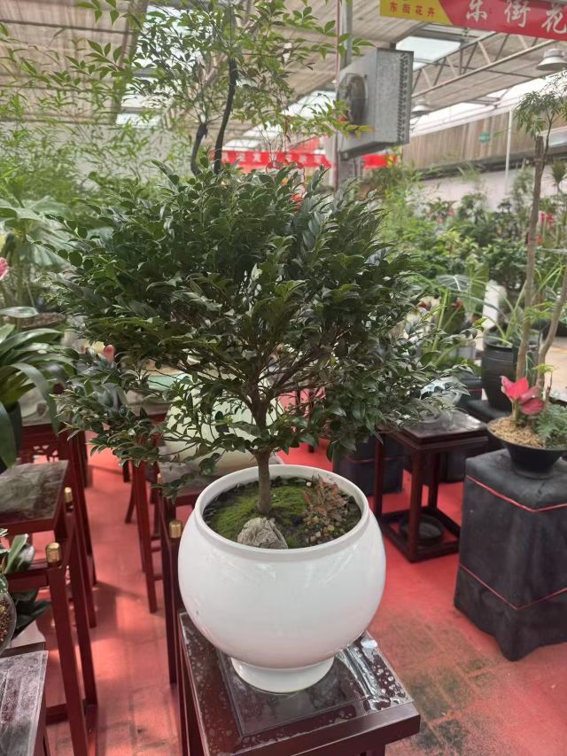 邯郸植物园旅行图片 4
