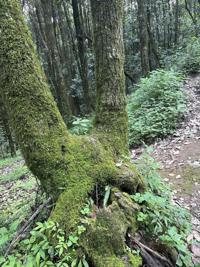 巍宝山景区旅行图片 5