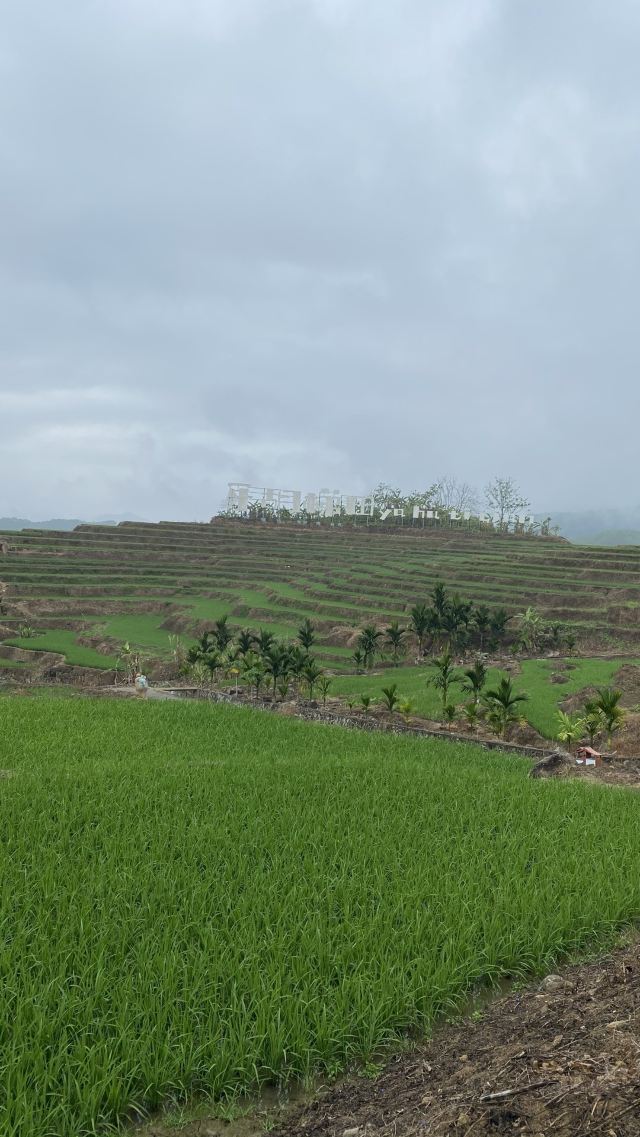 牙胡梯田景区旅行图片