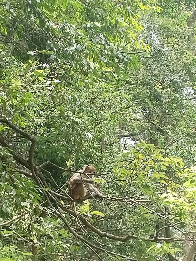 黔灵山公园旅行图片 1