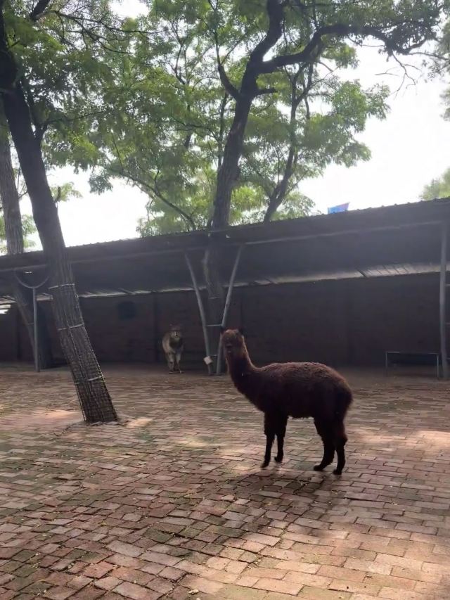 喜园婚礼文化主题公园旅行图片 4