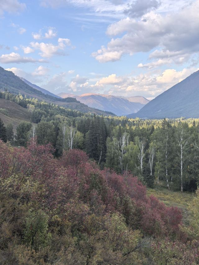 白桦林旅行图片 2