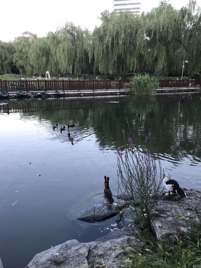 莲花池公园旅行图片 2