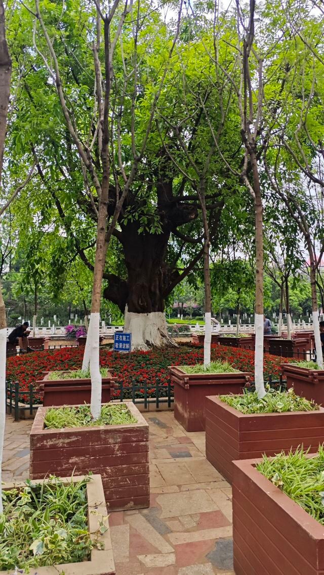 金牛街清真寺旅行图片 3